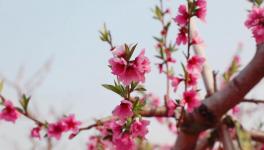 人間四月芳菲盡，桃花朵朵映中聯(lián)！